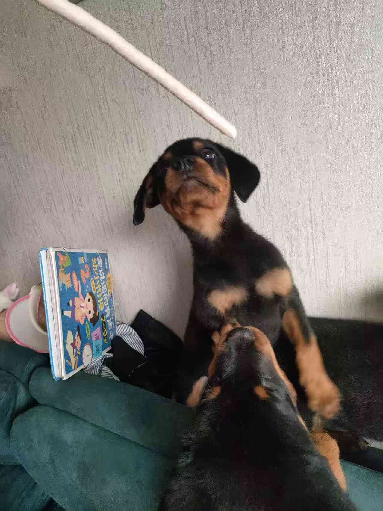 自家繁殖罗威纳幼犬